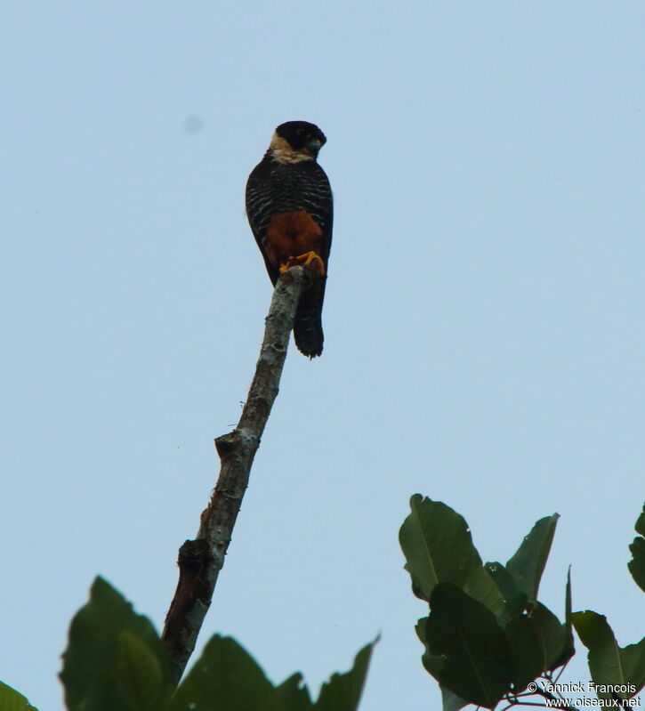 Bat Falconadult, habitat, aspect