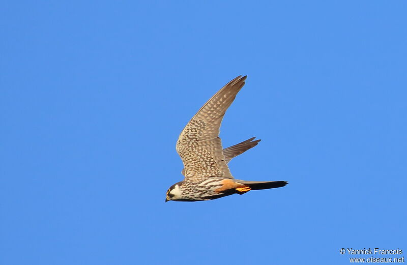 Eurasian Hobbyadult breeding, aspect, Flight