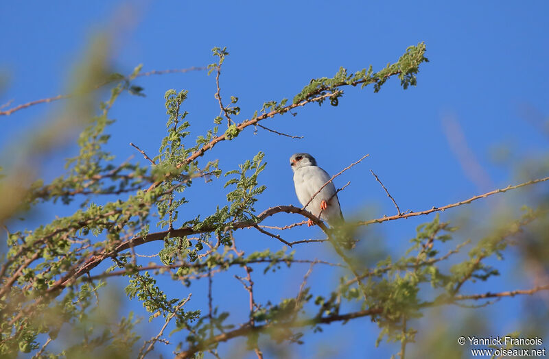 Fauconnet d'Afriqueadulte, habitat, composition