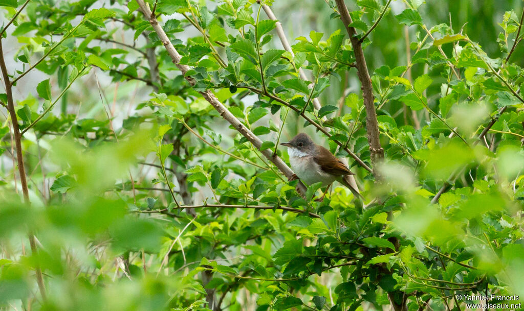 Common Whitethroat male adult, habitat, aspect