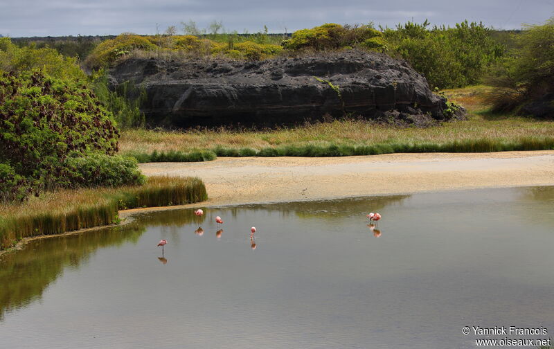 Flamant des Caraïbesadulte, habitat, Comportement