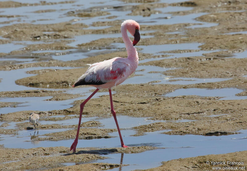 Flamant nainadulte, identification, composition