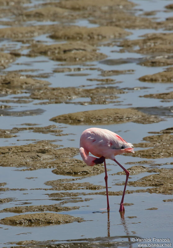 Flamant nainadulte, habitat, composition