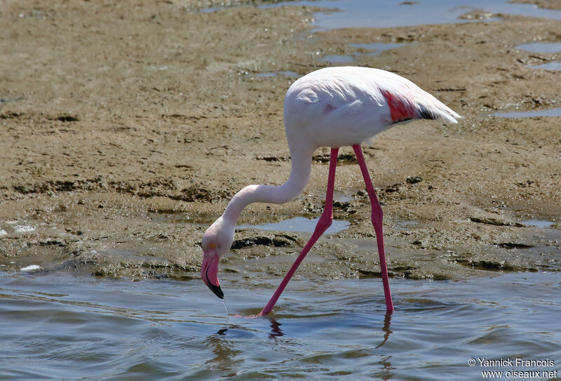 Flamant roseadulte, habitat, composition, marche