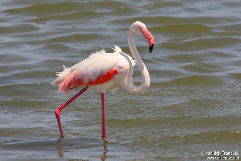 Flamant roseadulte, identification, composition, marche