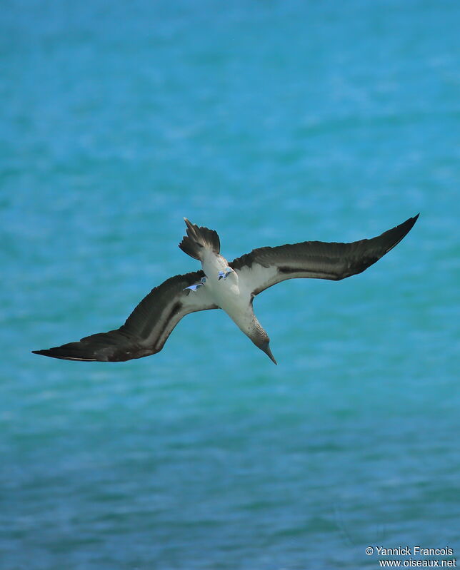 Blue-footed Boobyadult, aspect, Flight, fishing/hunting