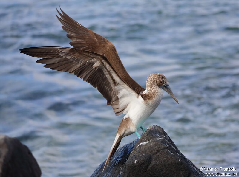 Blue-footed Boobyadult, identification, aspect