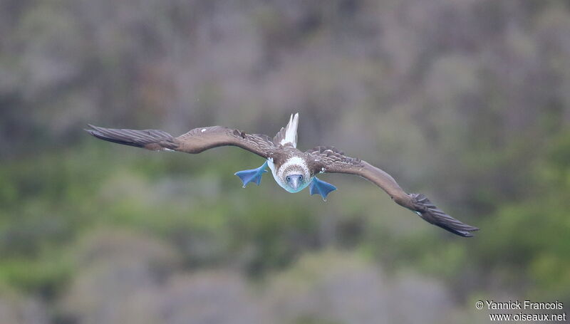 Blue-footed Boobyadult, aspect, Flight