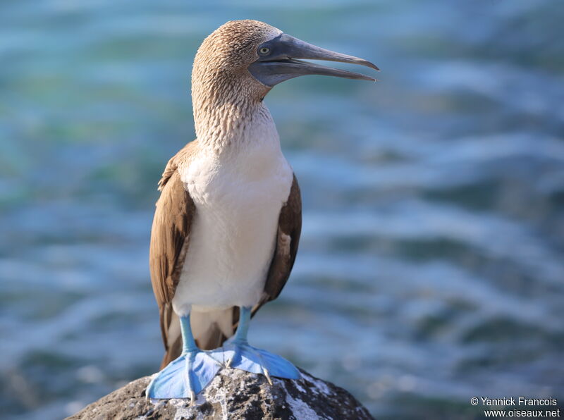 Blue-footed Boobyadult, identification, aspect