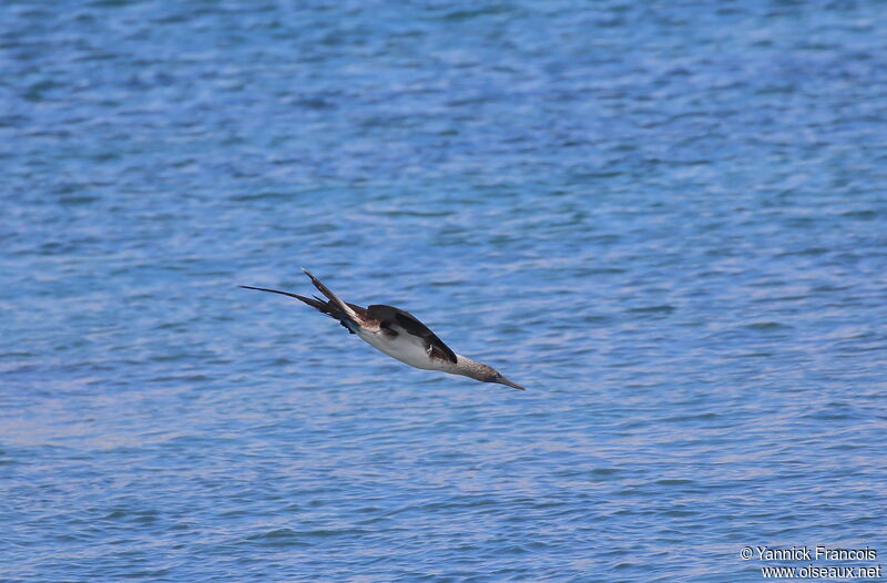 Blue-footed Boobyadult, aspect, Flight, fishing/hunting