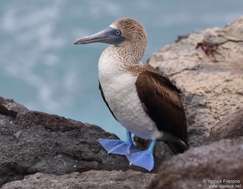 Blue-footed Boobyadult, identification, aspect