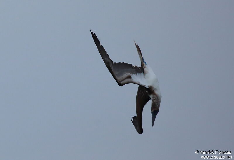 Blue-footed Boobyadult, aspect, Flight, fishing/hunting