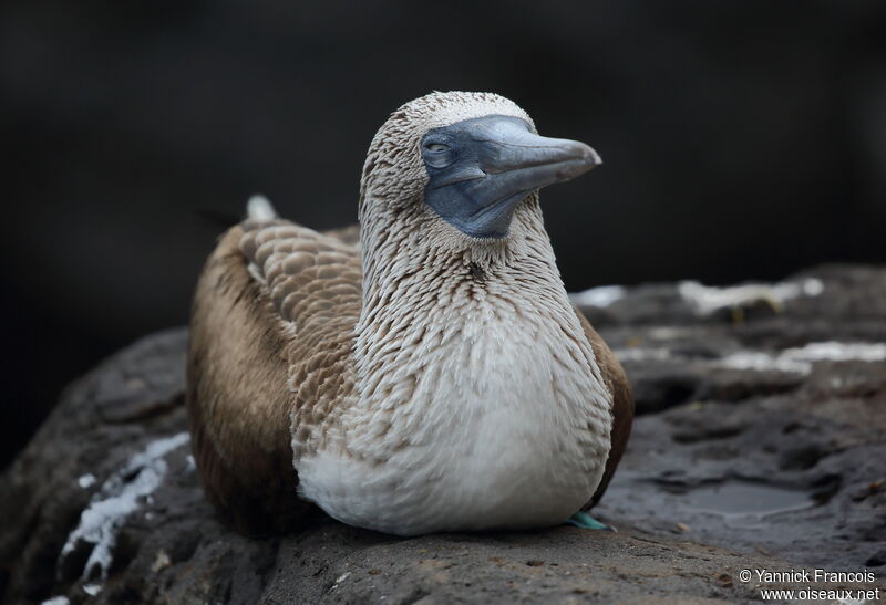 Blue-footed Boobyadult, identification, aspect