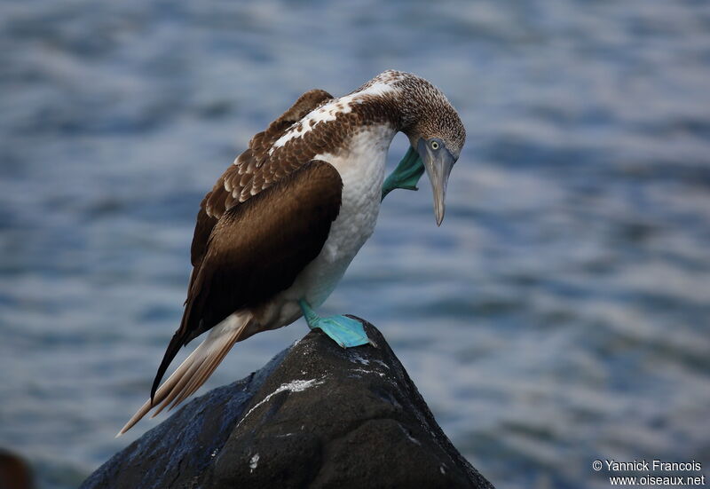 Blue-footed Boobyadult, identification, aspect, Behaviour