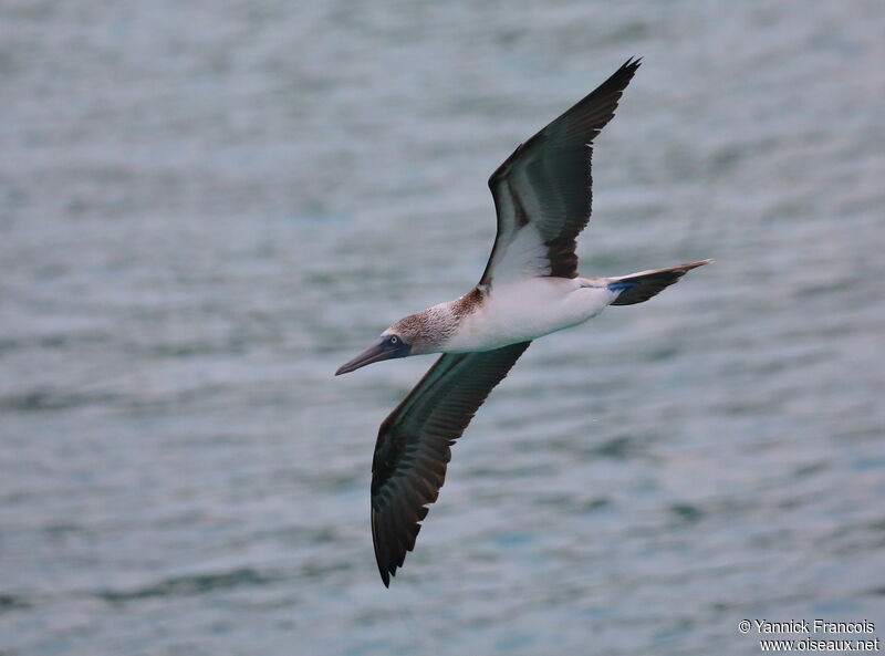 Blue-footed Boobyadult, aspect, Flight