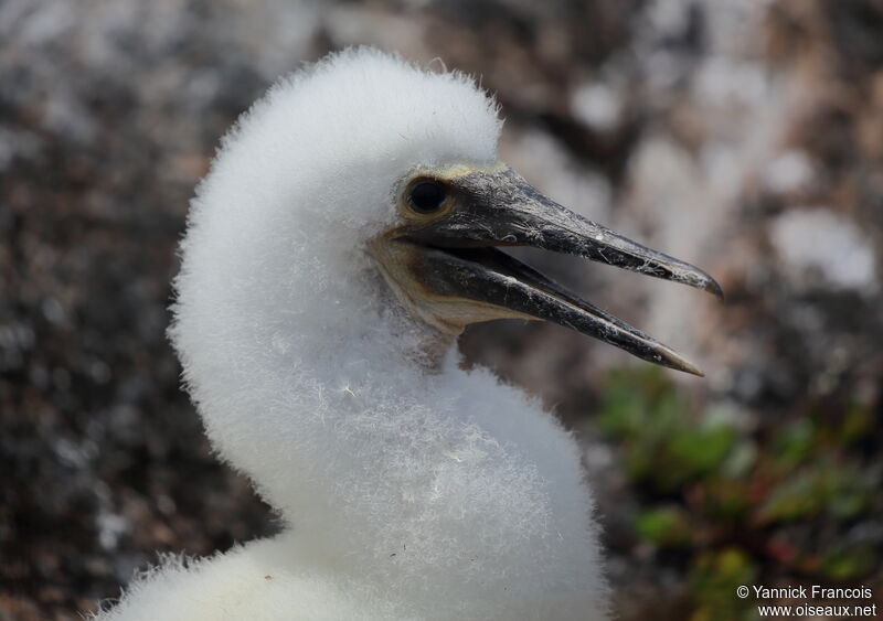 Blue-footed BoobyPoussin, close-up portrait, aspect