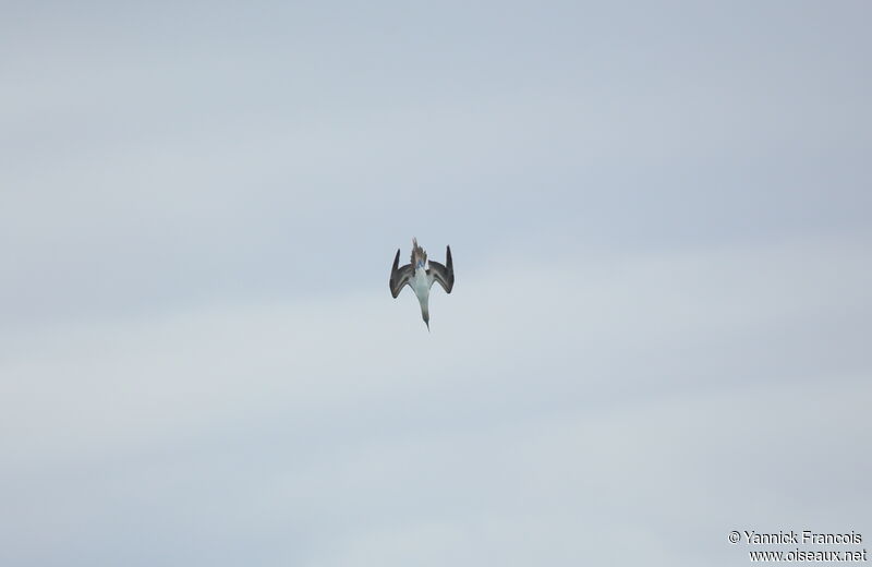 Blue-footed Boobyadult, Flight, fishing/hunting