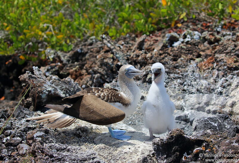 Blue-footed Booby, habitat, aspect