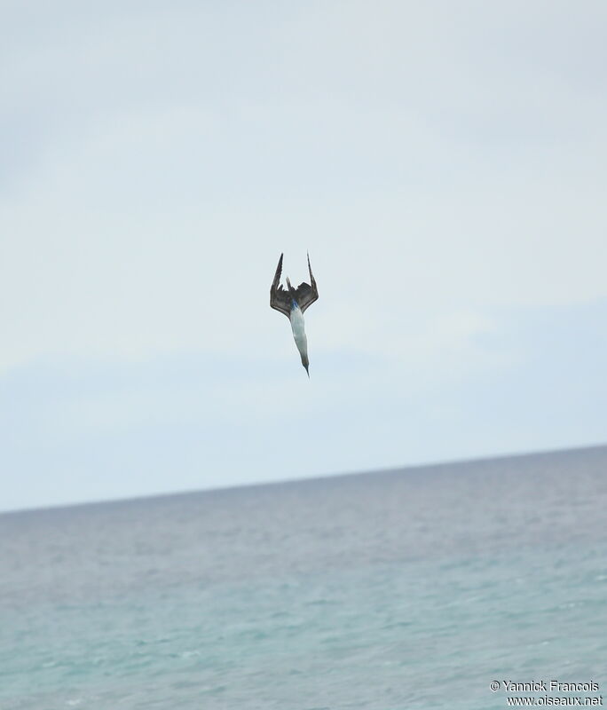 Fou à pieds bleusadulte, Vol, pêche/chasse