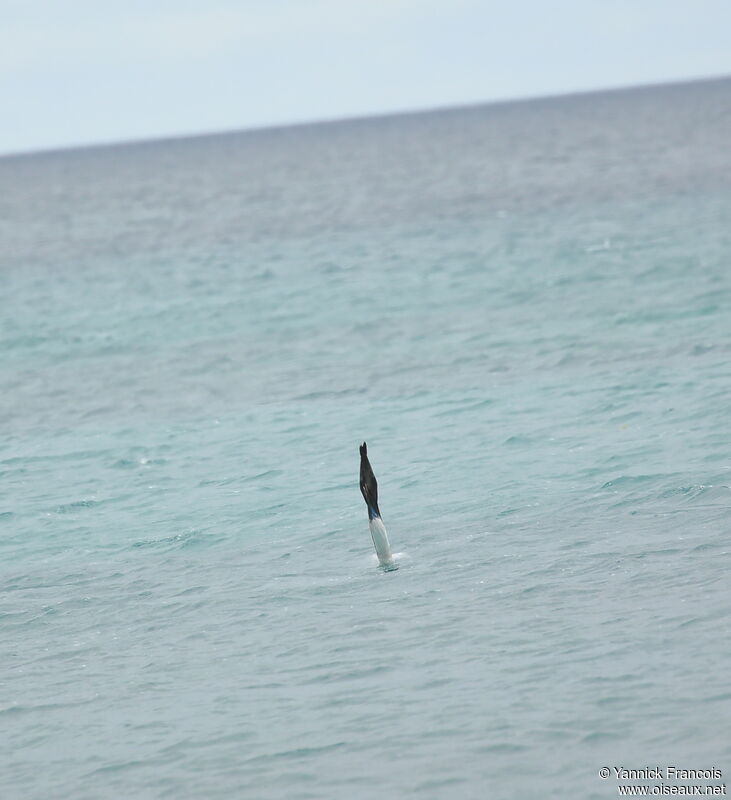 Fou à pieds bleusadulte, Vol, pêche/chasse