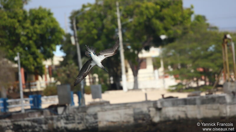 Blue-footed Boobyadult, Flight, fishing/hunting