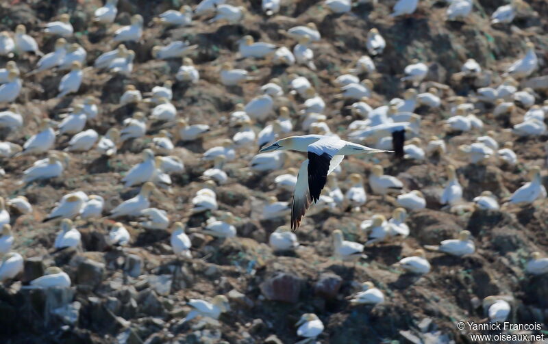 Northern Gannet, aspect, Flight, colonial reprod.