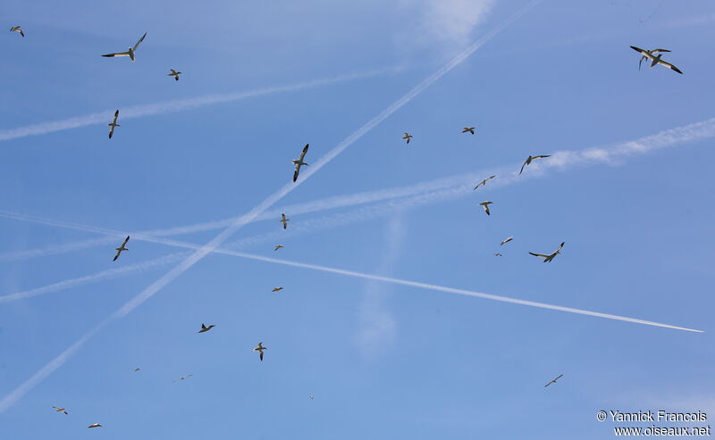 Northern Gannet, Flight