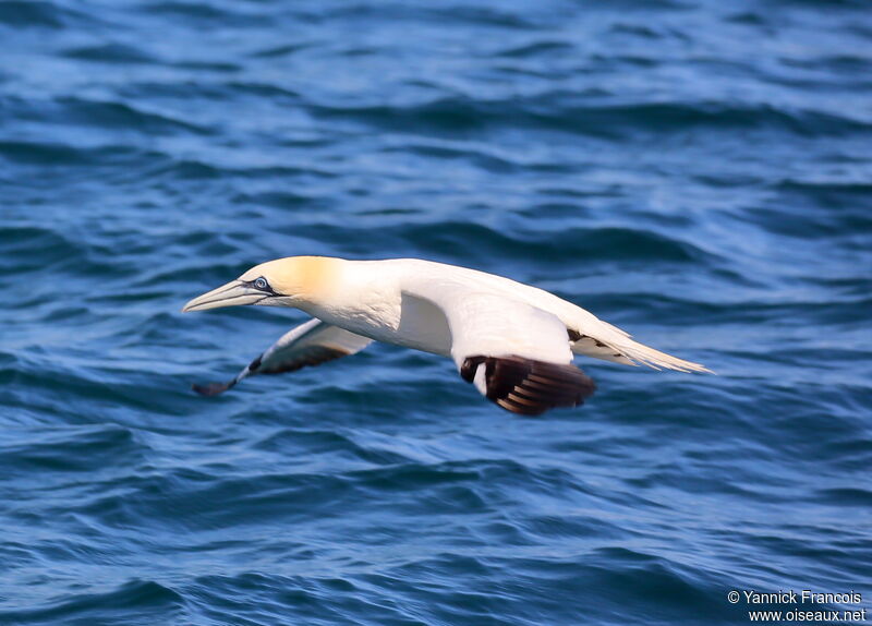 Northern Gannetadult breeding, aspect, Flight