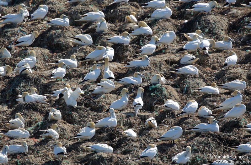 Northern Gannetadult breeding, habitat, colonial reprod.