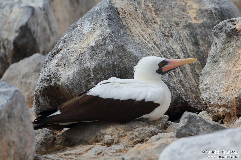 Nazca Boobyadult, identification, aspect