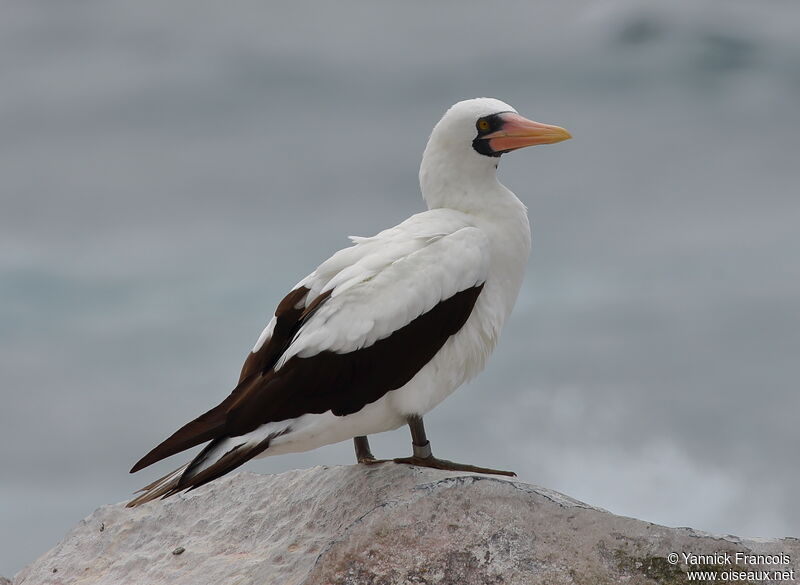 Nazca Boobyadult, identification, aspect