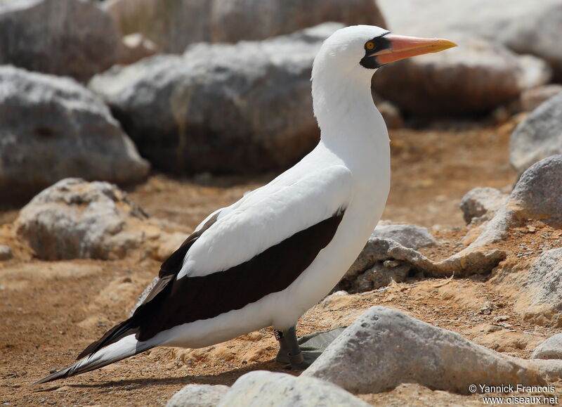 Nazca Booby