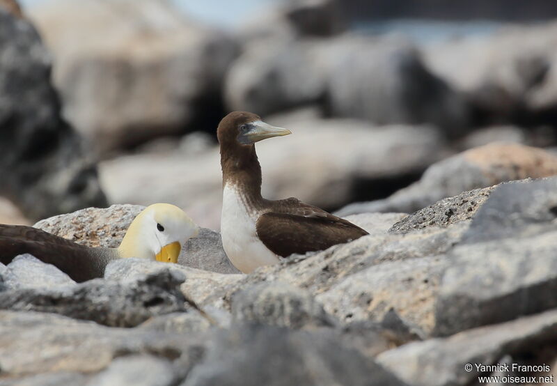 Nazca Boobyjuvenile, habitat, aspect