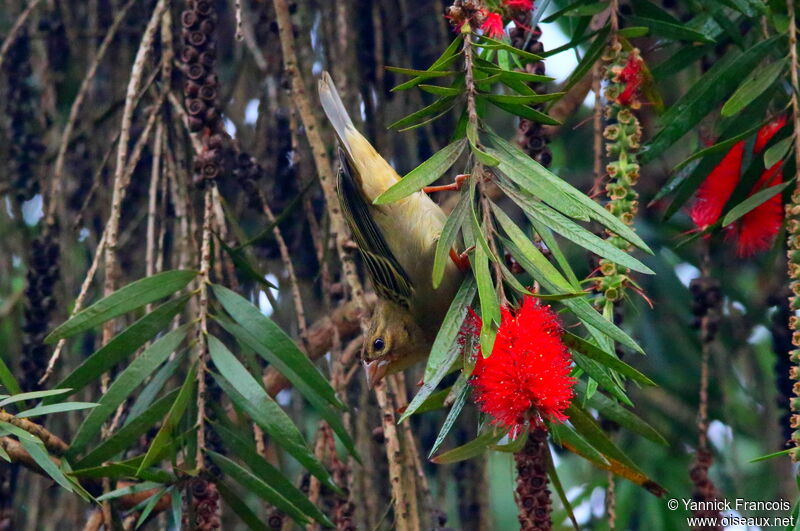 Foudi rouge femelle adulte, habitat, composition, mange