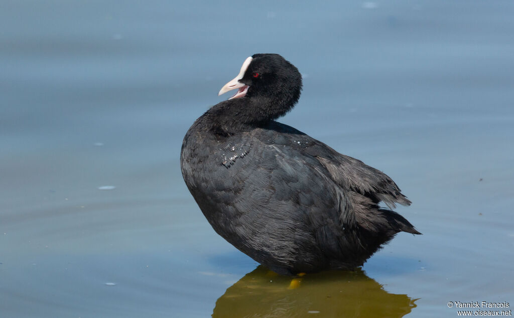 Eurasian Cootadult, identification, aspect, Behaviour