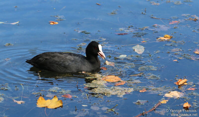 Eurasian Coot, habitat, aspect