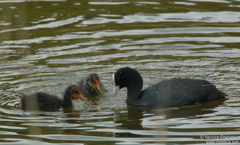 Foulque macroule, identification, mange