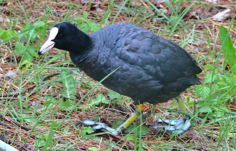 Foulque macrouleadulte, identification, composition