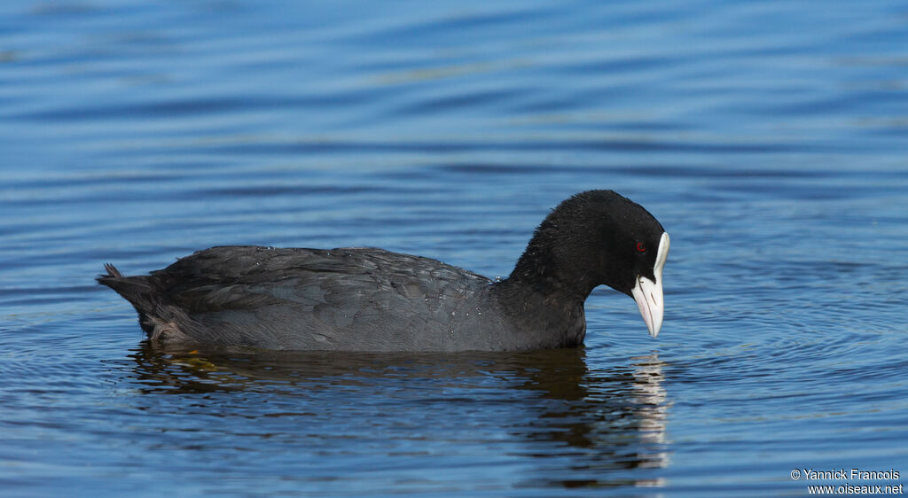Foulque macrouleadulte, identification, composition