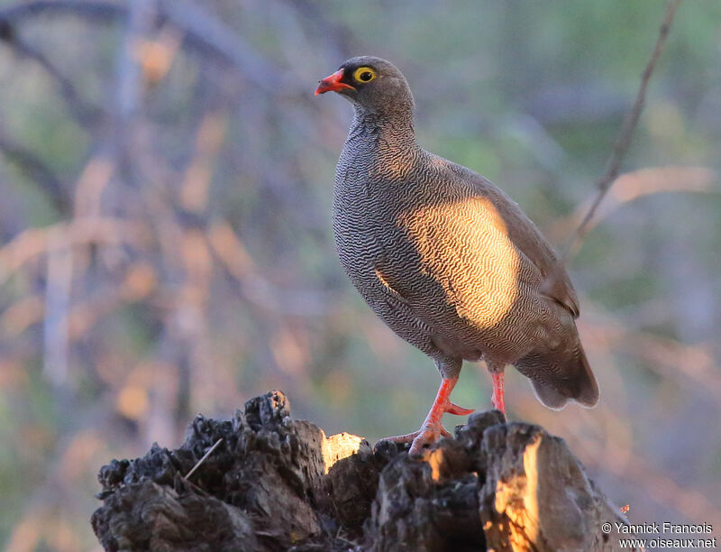 Red-billed Spurfowladult, identification, aspect