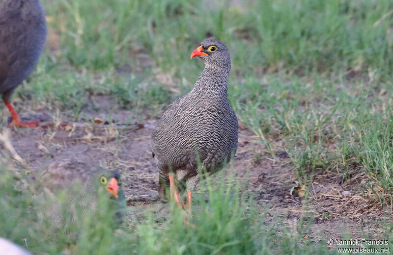 Francolin à bec rougeadulte, habitat, composition, marche