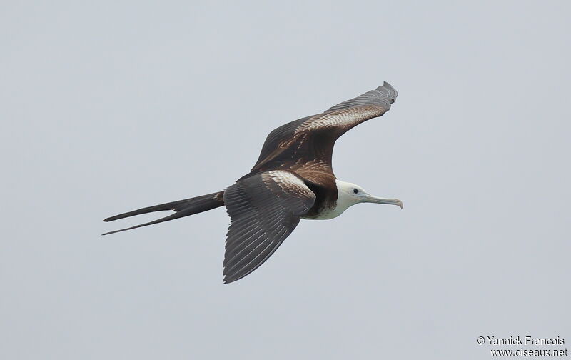 Magnificent Frigatebirdimmature, aspect, Flight