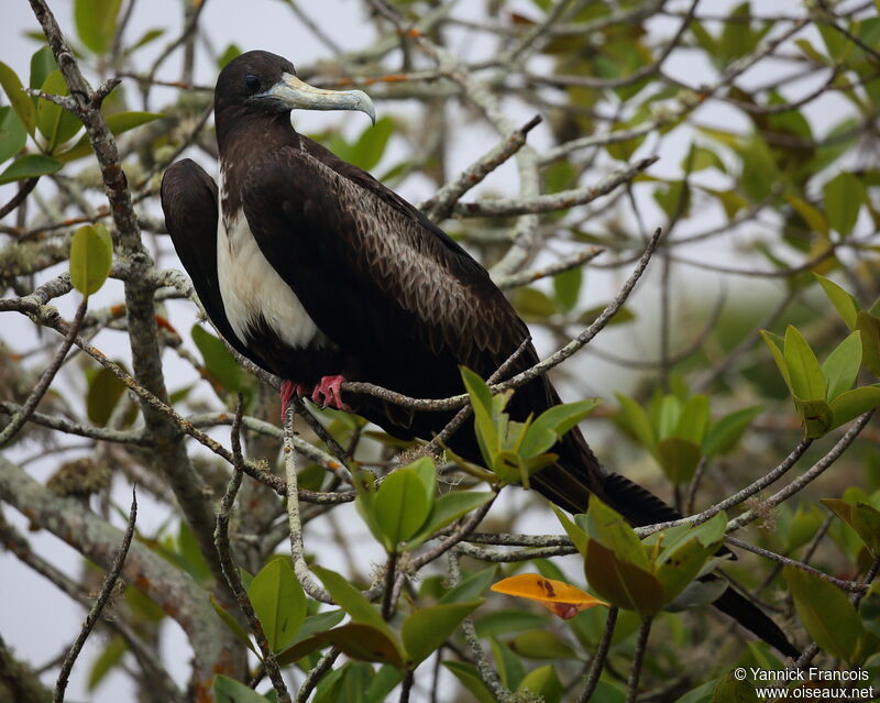 Magnificent Frigatebird female adult, identification, aspect