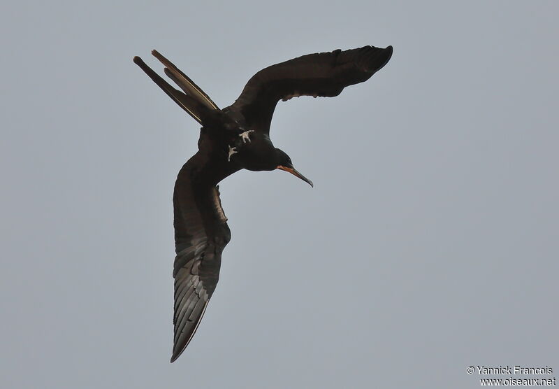 Magnificent Frigatebird male adult, aspect, Flight