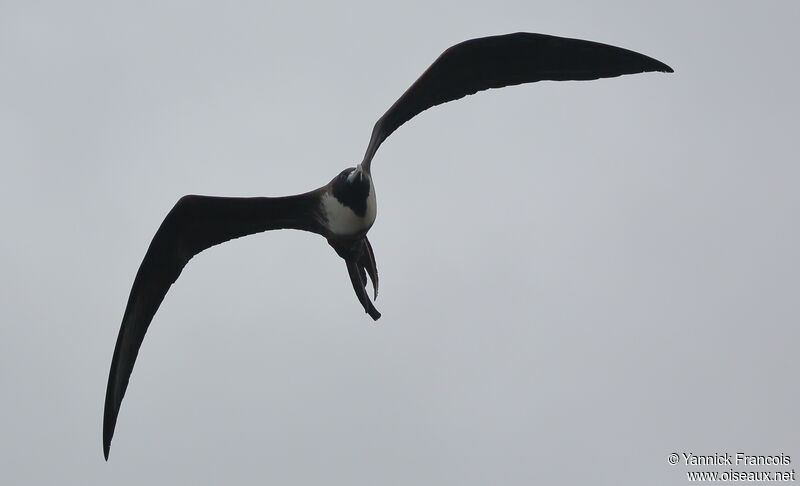 Magnificent Frigatebird female adult, aspect, Flight