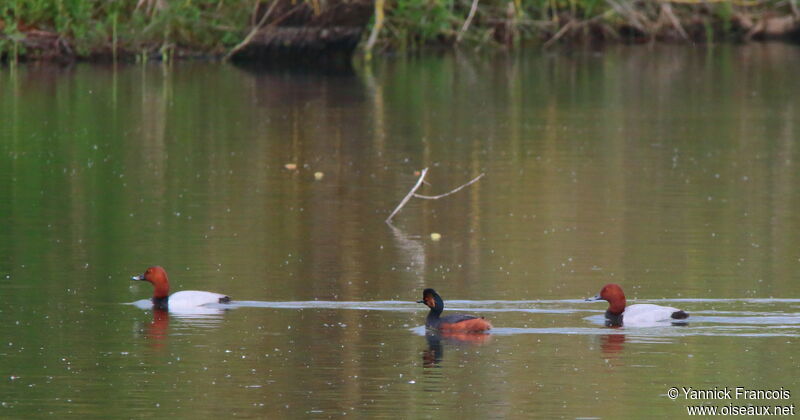 Common Pochardadult, habitat, aspect, swimming