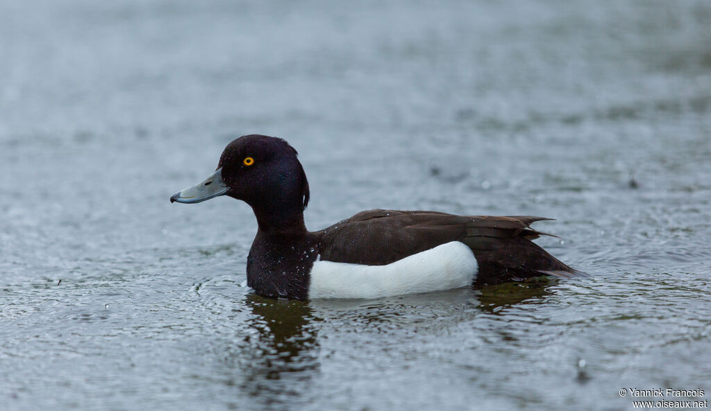 Tufted Duck male adult breeding, identification, aspect, swimming