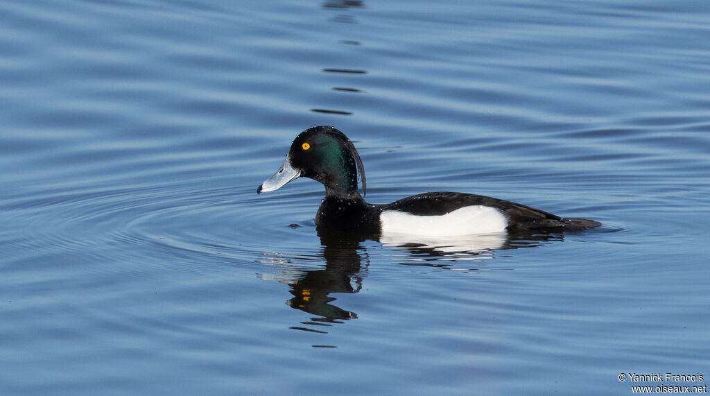 Fuligule morillon mâle adulte, identification, composition