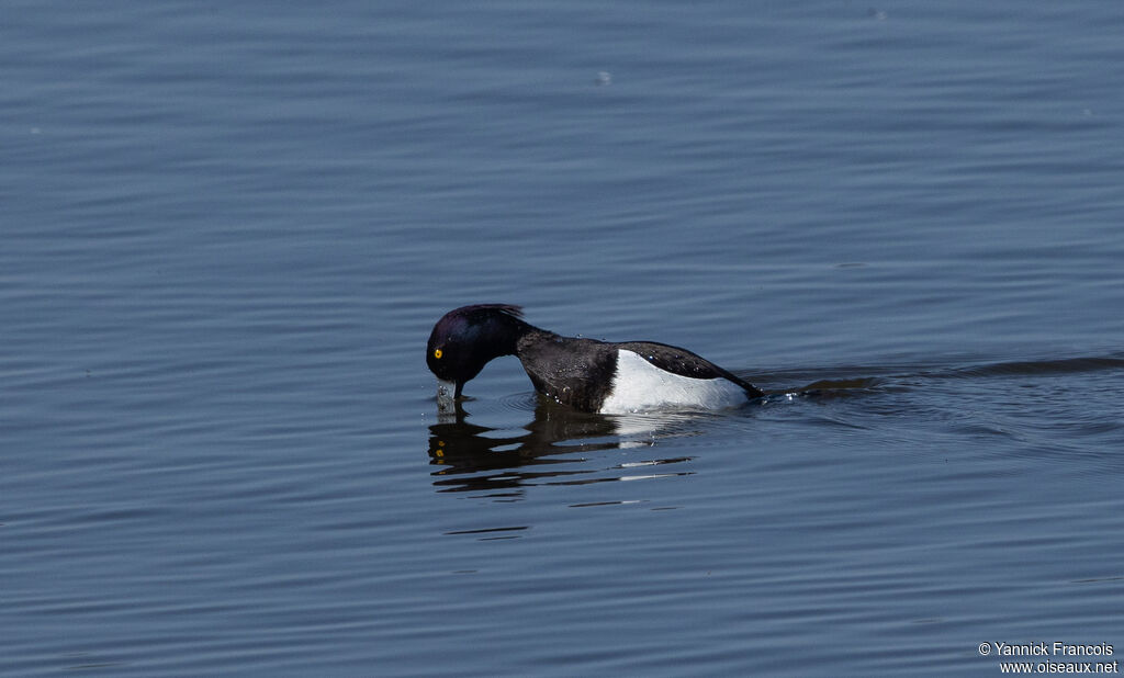 Fuligule morillon mâle adulte, identification, composition, pêche/chasse