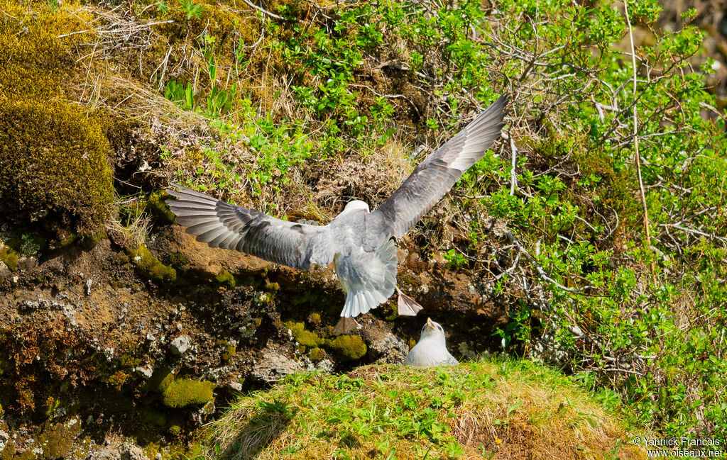 Fulmar boréaladulte, composition, Vol, Nidification